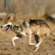 Image for article titled New Mexico kids wait for the bus inside "kid cages" because... wolves?